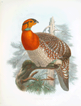 Ceriornis Blythii.