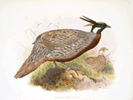 Purcasia macrolopha.