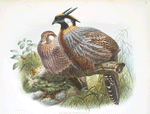 Purcasia xanthospila.