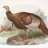 Meleagris gallopavo.