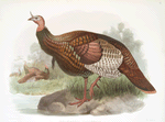Meleagris gallopavo.