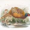 Phasianus colchicus.