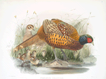 Phasianus colchicus.
