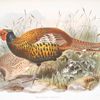 Phasianus insignis.