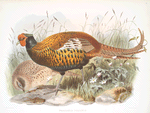 Phasianus insignis.
