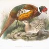 Phasianus mongolicus.