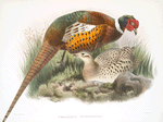 Phasianus mongolicus.