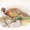 Phasianus torquatus.