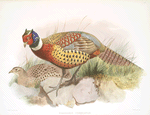 Phasianus torquatus.