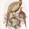 Phasianus formosanus.