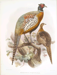 Phasianus formosanus.