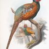 Phasianus elegans.