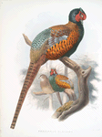 Phasianus elegans.