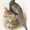 Phasianus versicolor.
