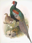 Phasianus versicolor.