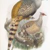 Phasianus Wallichii.
