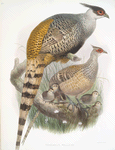 Phasianus Wallichii.