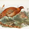 Phasianus Soemmerringii.