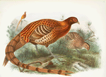 Phasianus Soemmerringii.