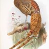 Phasianus Soemmerringi, var scintillans.