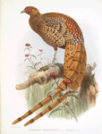 Phasianus Soemmerringi, var scintillans.