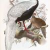 Euplocomus nycthemerus.