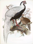 Euplocomus nycthemerus.