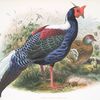 Euplocomus Swinhoei.
