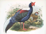 Euplocomus Swinhoei.