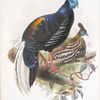 Euplocomus ignitus.