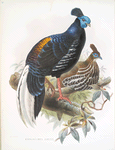 Euplocomus ignitus.