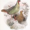Ithalginis cruentus.