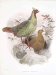Ithalginis cruentus.