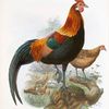 Gallus ferrugineus.
