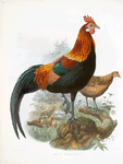 Gallus ferrugineus.