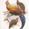 Gallus La-Fayettei.