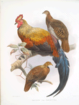 Gallus La-Fayettei.