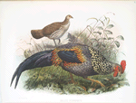 Gallus Sonneratii.