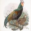 Gallus varius.