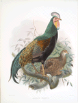 Gallus varius.