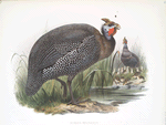 Numida meleagris.