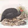 Numida coronata.