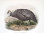 Numida ptilorhyncha.