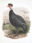 Numida Granti.