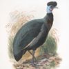 Numida Verreauxii.