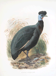 Numida Verreauxii.