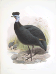 Numida cristata.