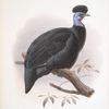 Numida Pucherani.