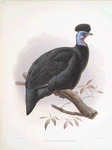 Numida Pucherani.