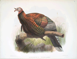 Meleagris mexicana.